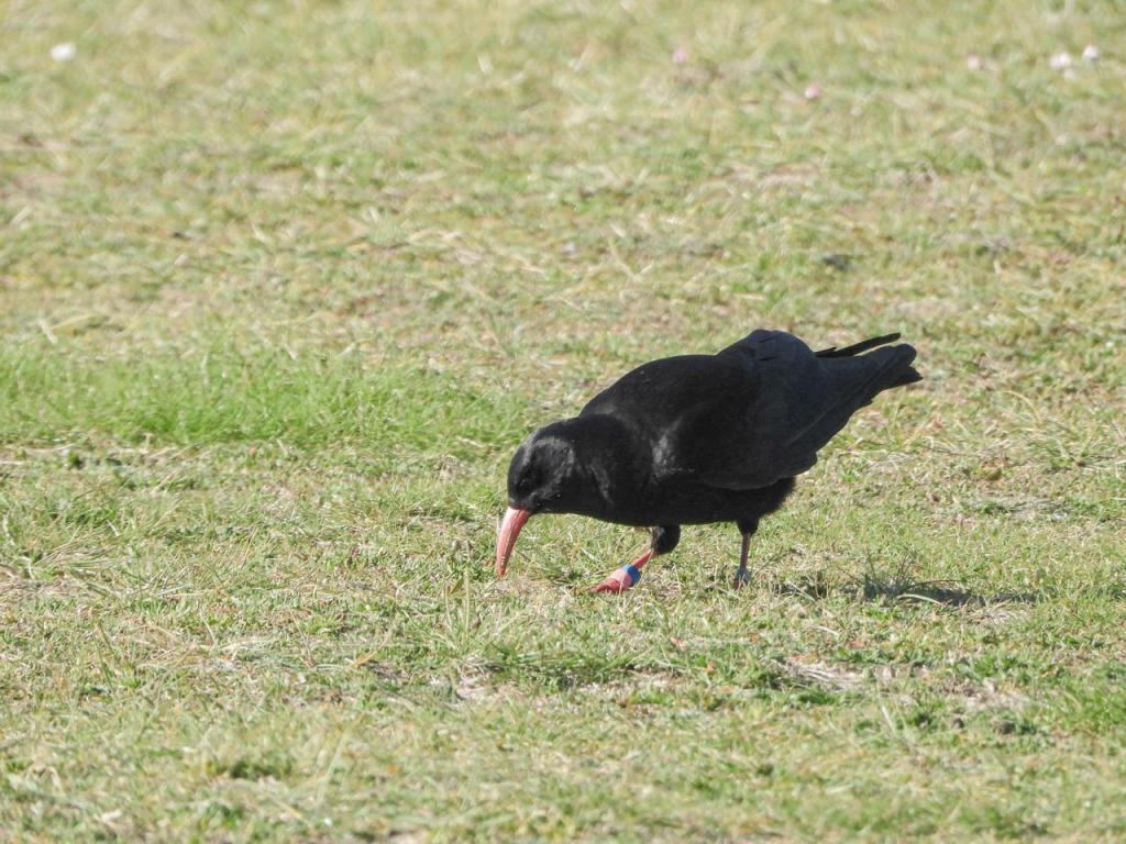 Chough