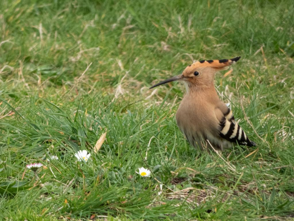 Hoopoe