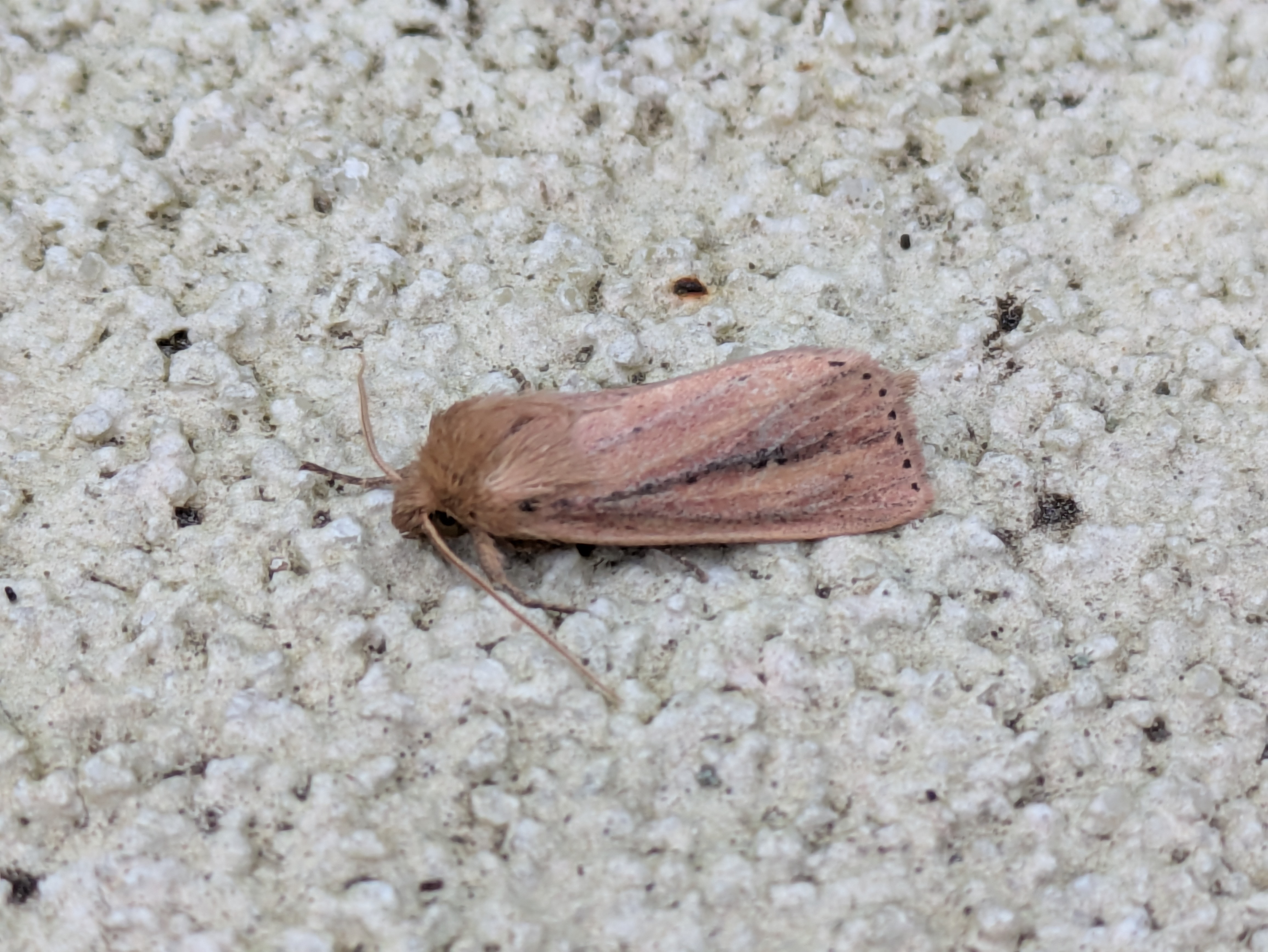 Webb's Wainscott