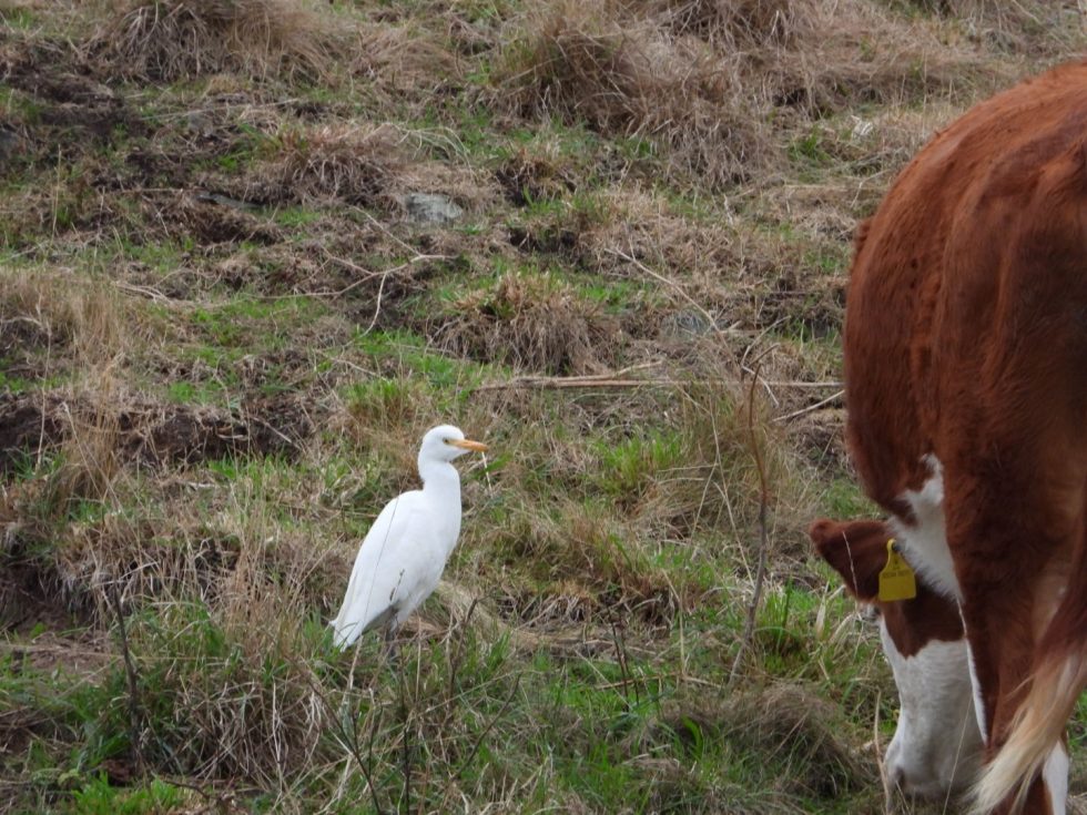 Cattle Egret © Matt Scragg