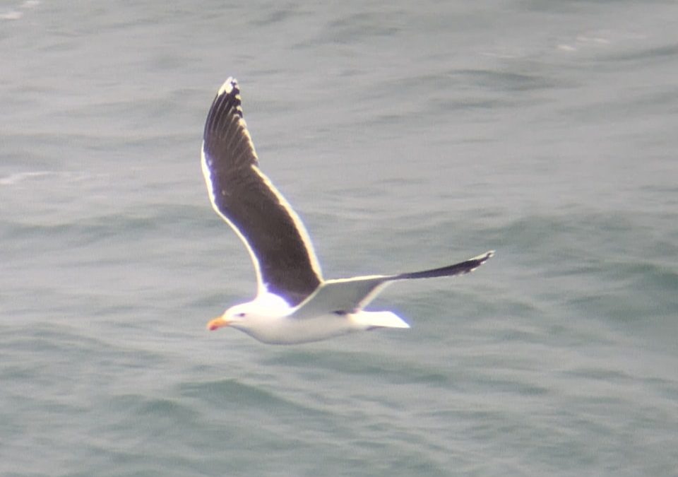 Great Black Backed Gull © Matt Scragg