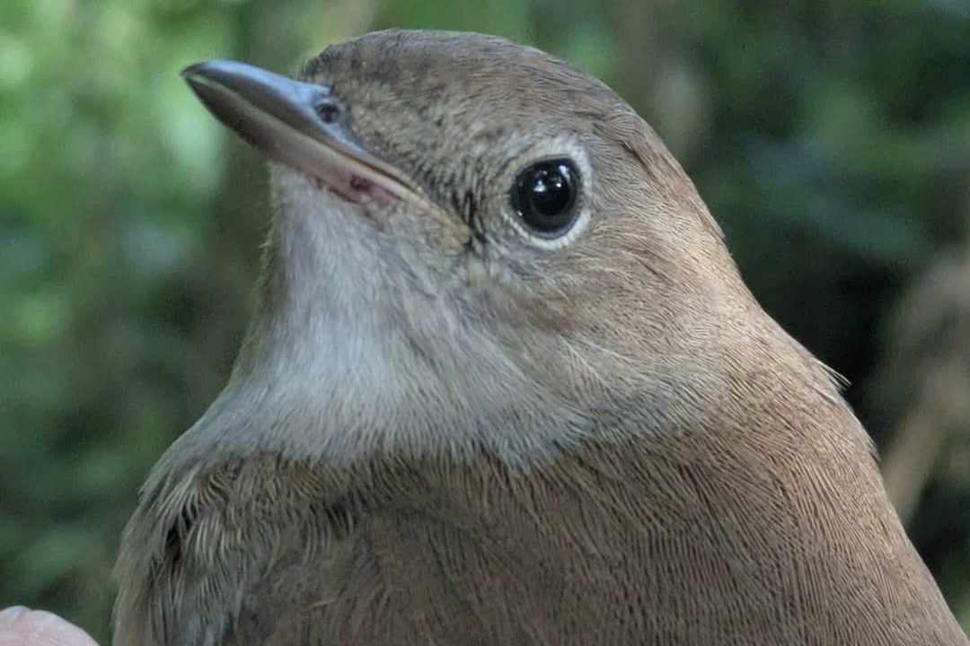 Nightingale © Matt Scragg