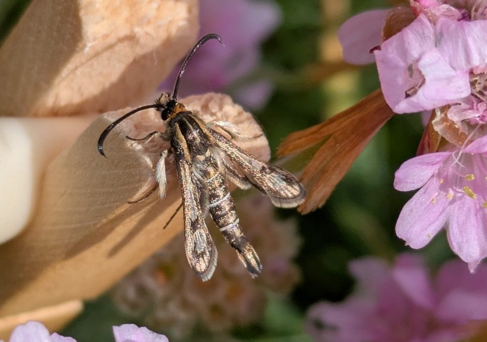 Thrift Clearwing © Matt Scragg
