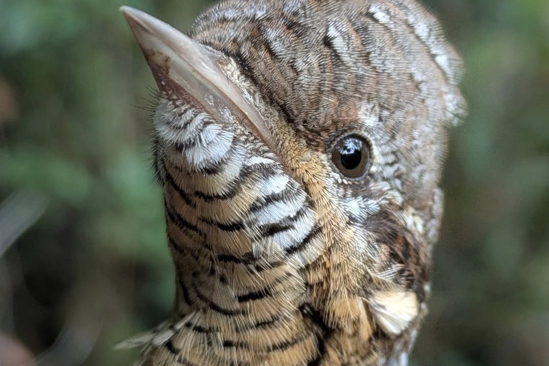 Wryneck © Matt Scragg