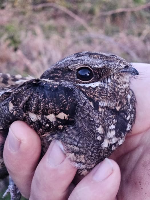 Nightjar © J Stuart Smith