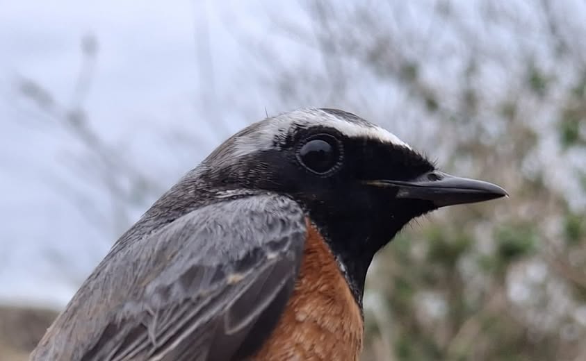 Redstart © Charlotte Foote