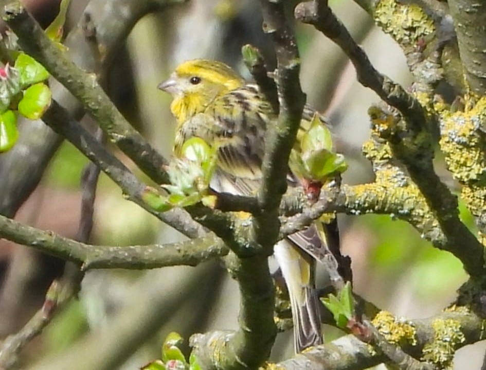 European Serin © C Foote