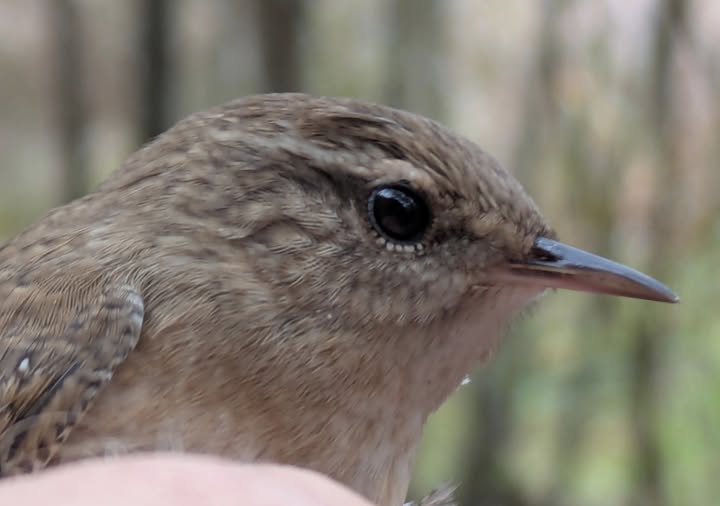 Wren